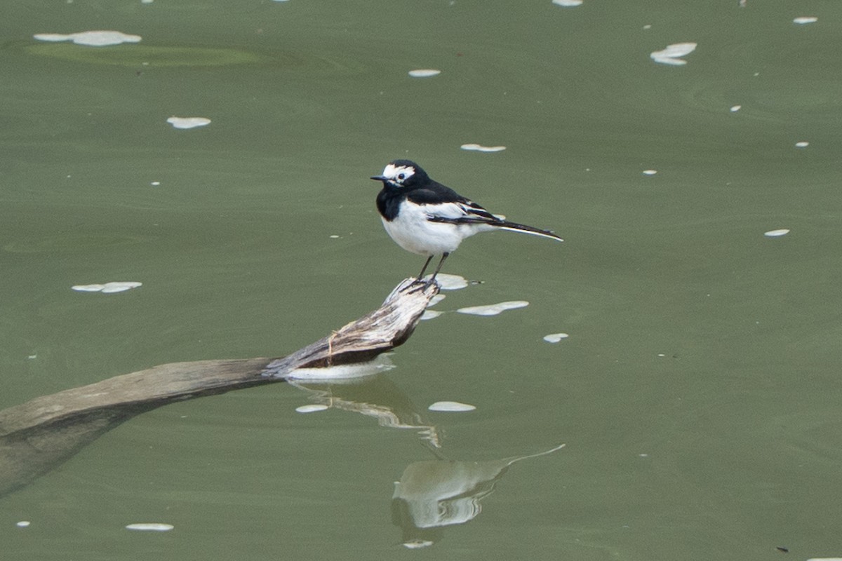 Bergeronnette grise - ML646647387