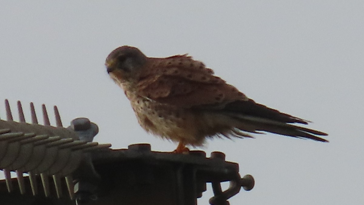 Faucon crécerelle - ML646647389