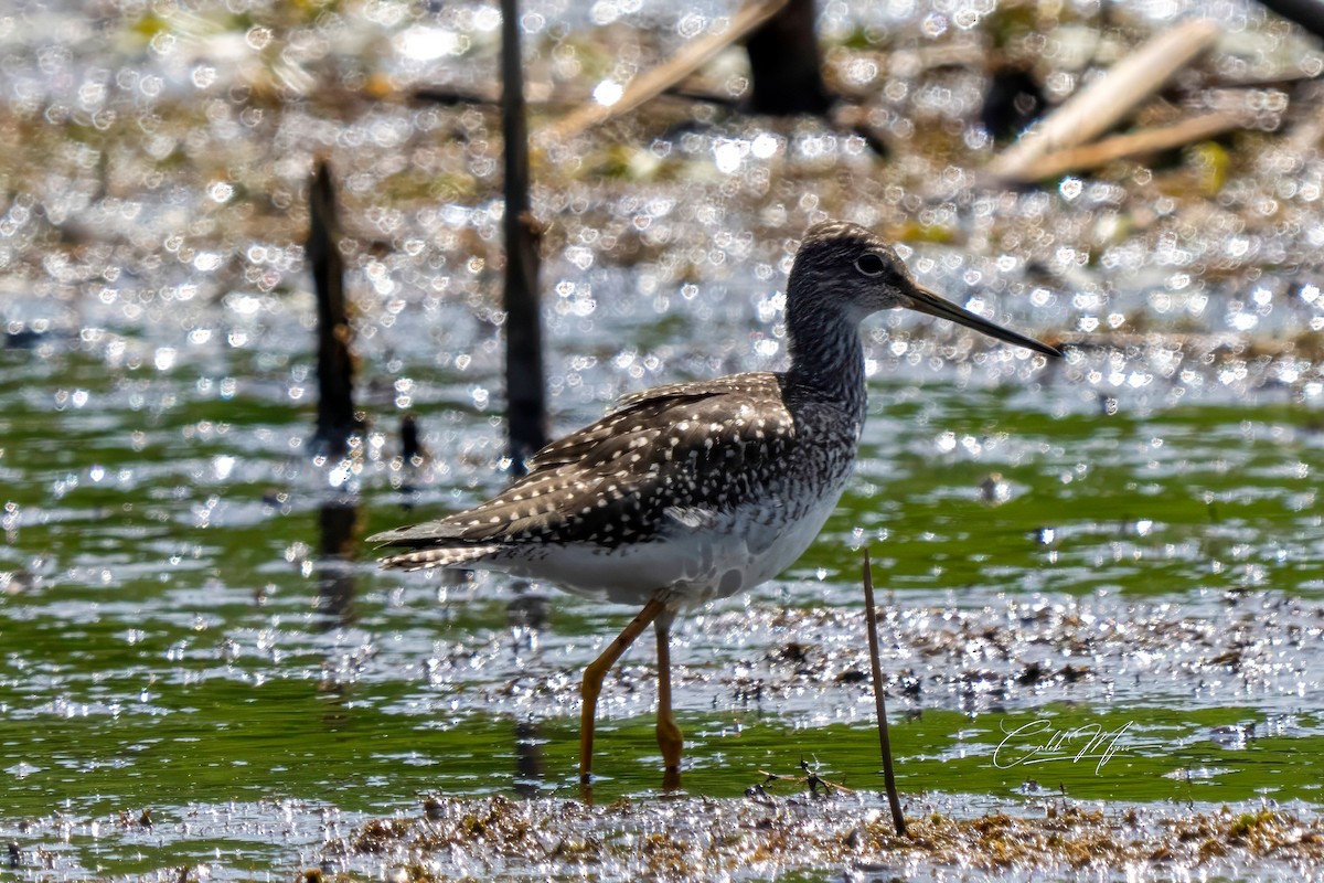 Greater Yellowlegs - ML646647391