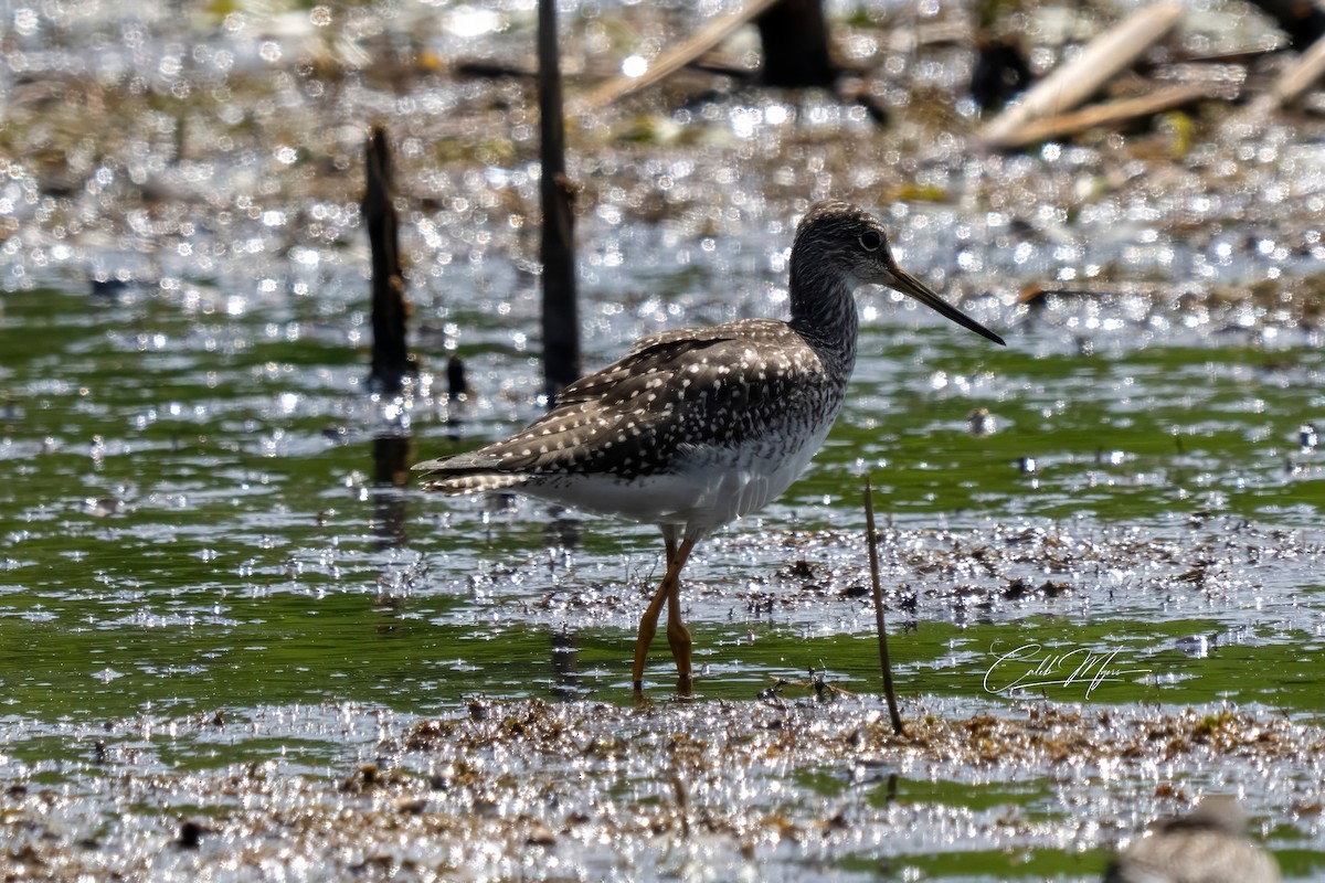 Greater Yellowlegs - ML646647392