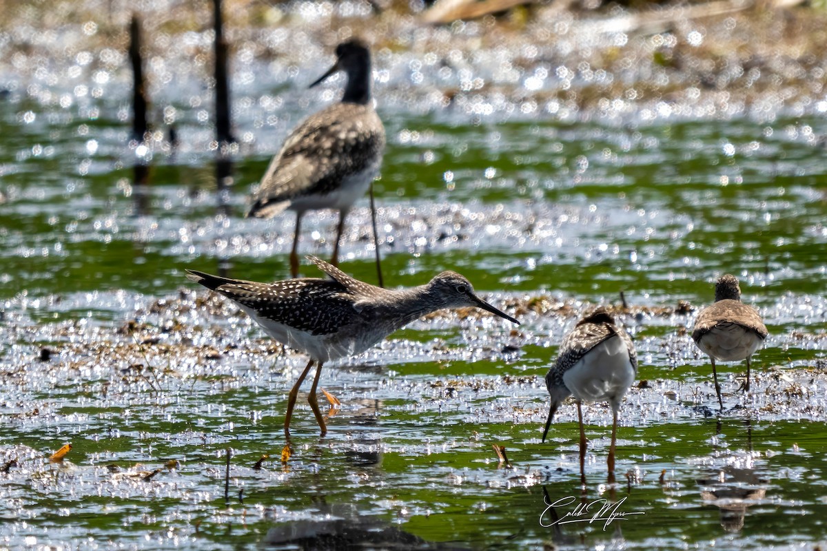 Greater Yellowlegs - ML646647393