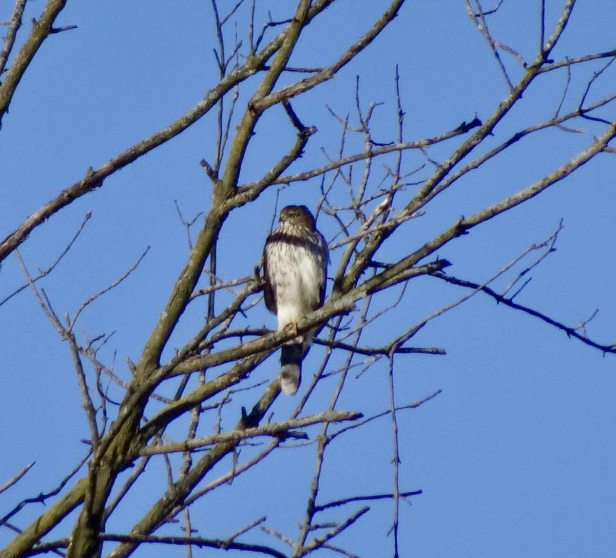 Cooper's Hawk - ML646647394
