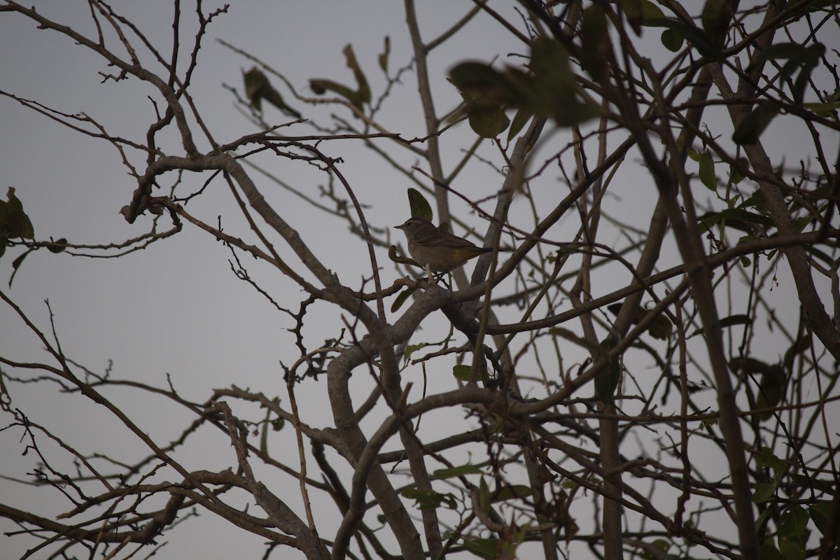 ヤシアメリカムシクイ - ML646647396