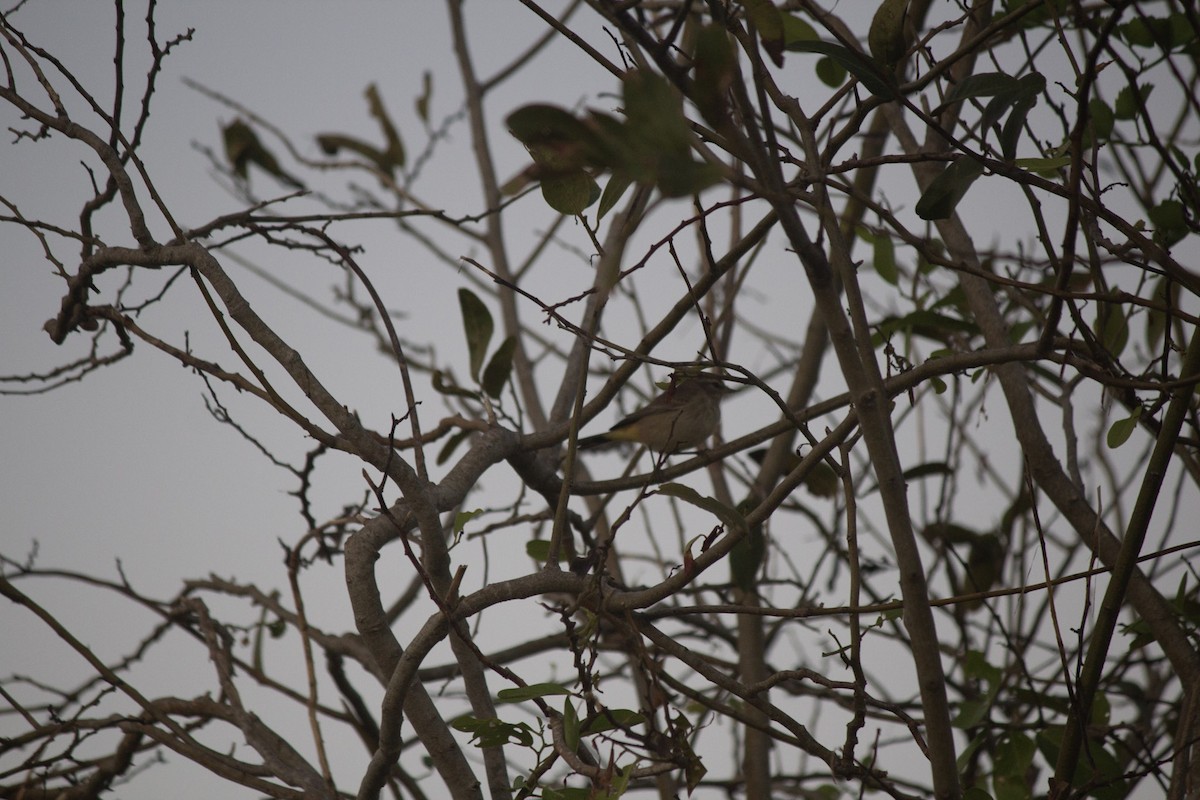 ヤシアメリカムシクイ - ML646647397