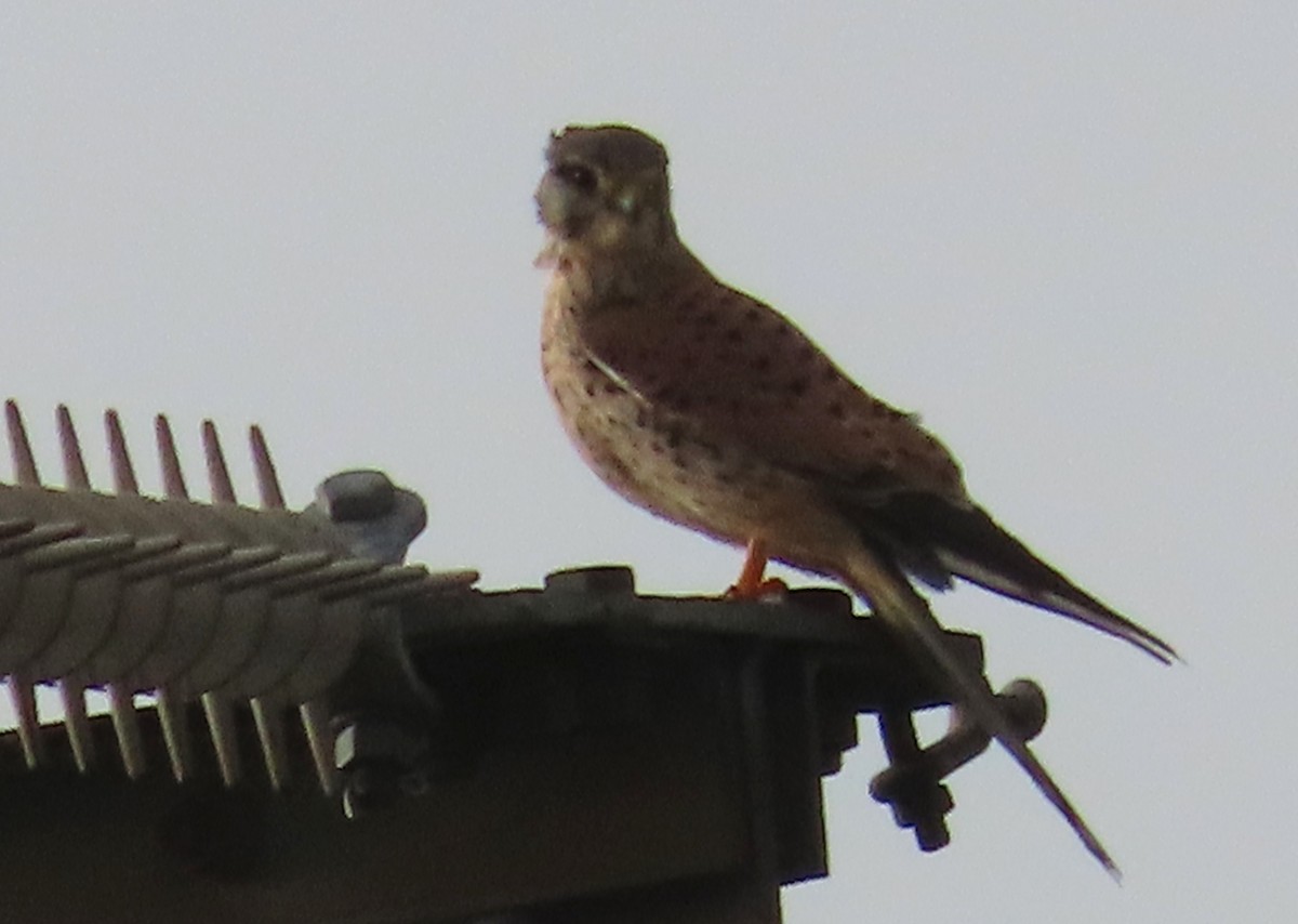 Faucon crécerelle - ML646647398