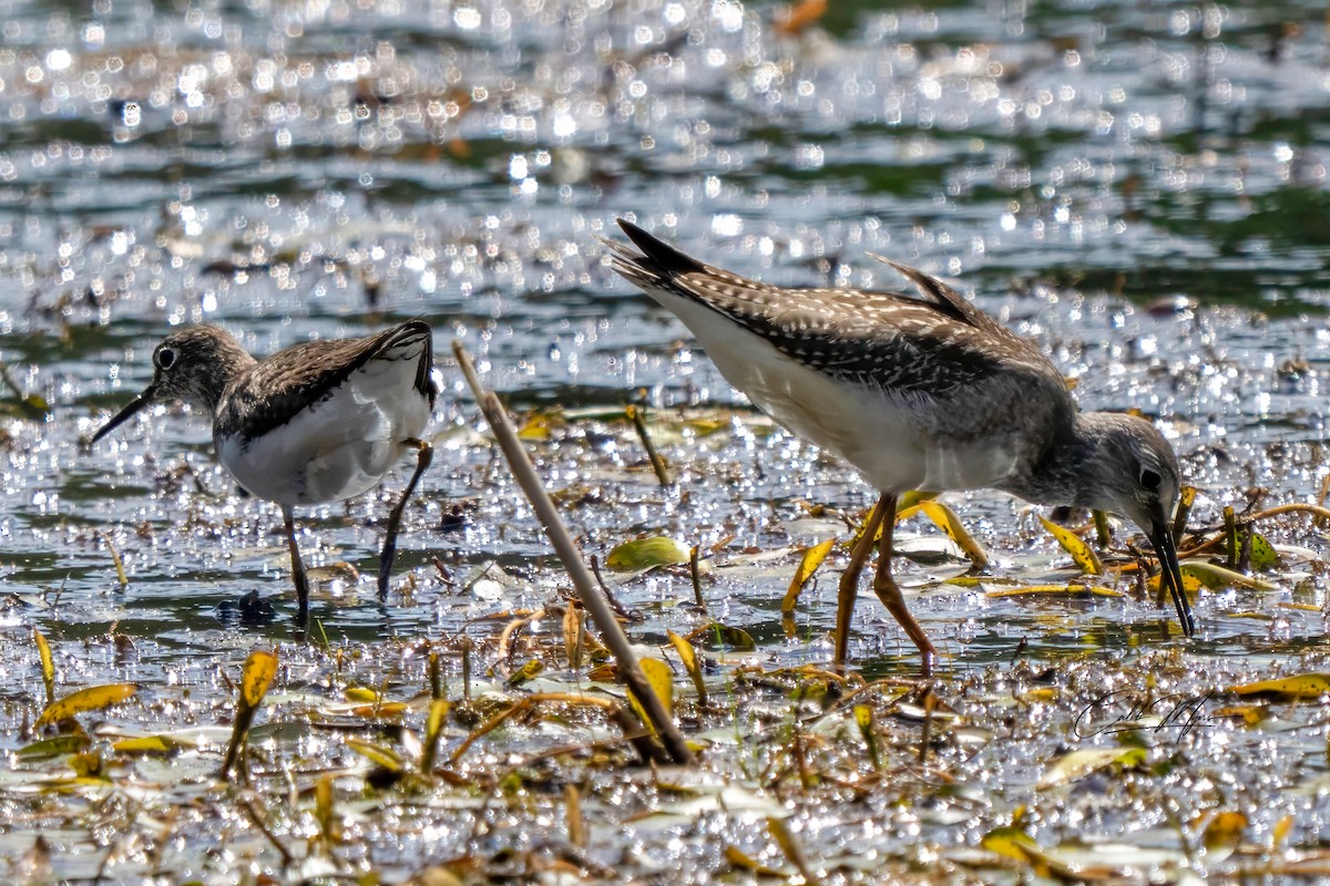 Lesser Yellowlegs - ML646647399
