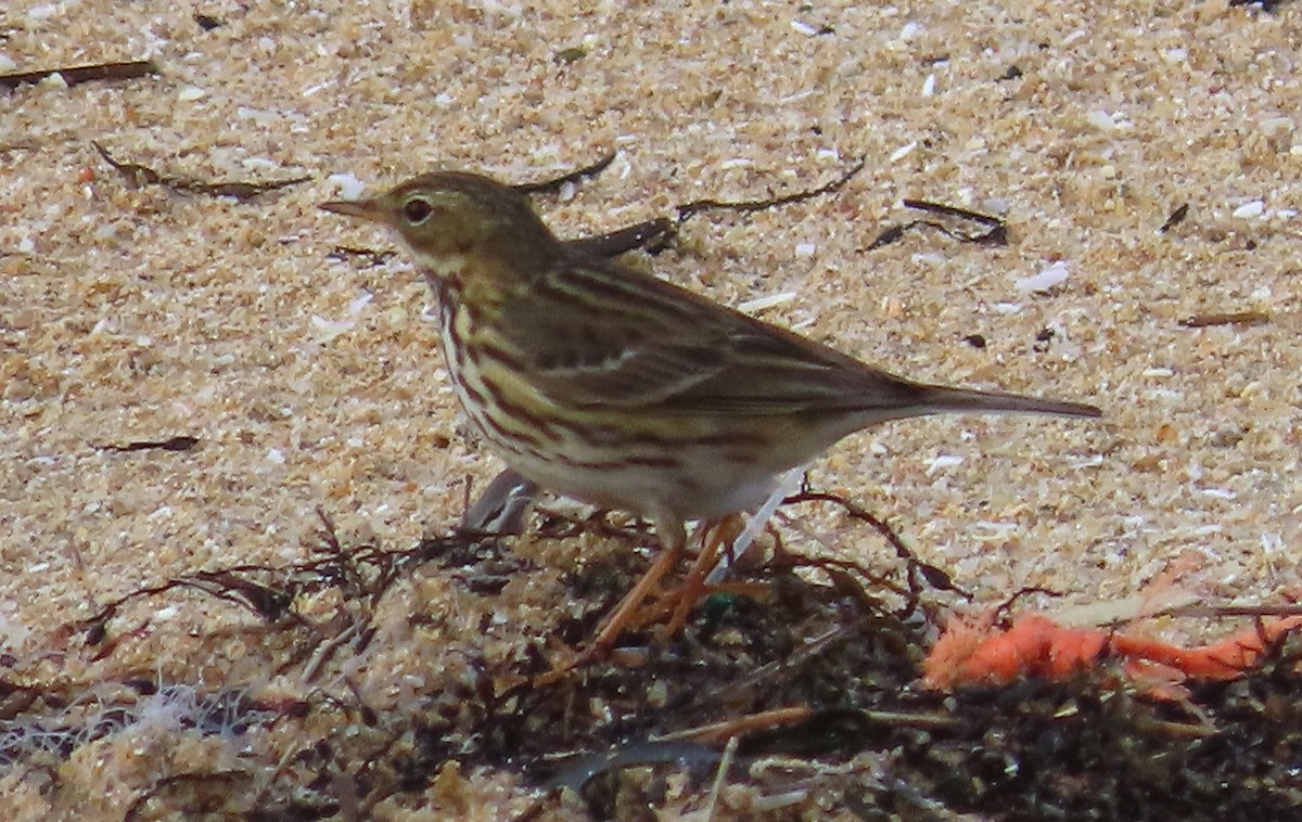 Pipit farlouse - ML646647402