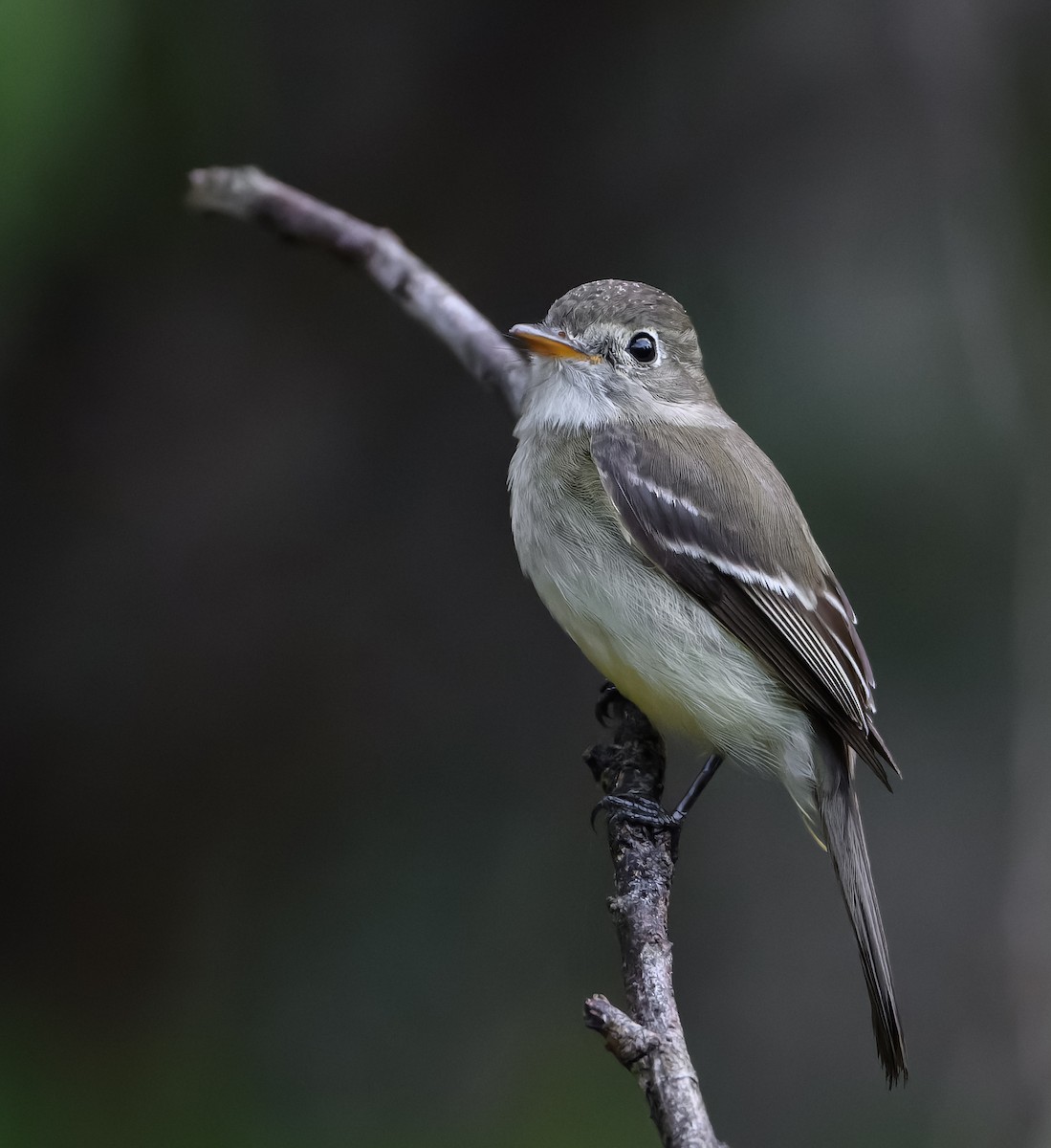Least Flycatcher - ML646647403