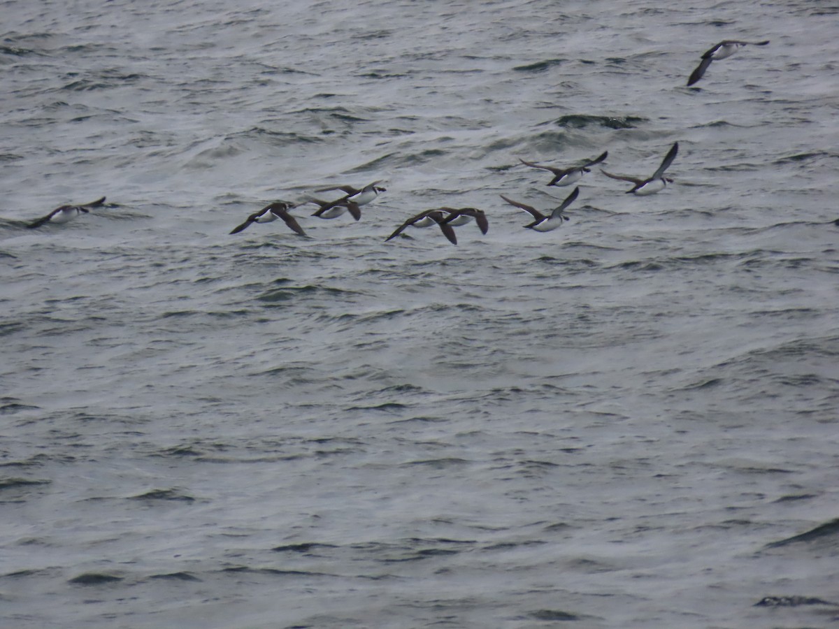 Razorbill - ML646647404