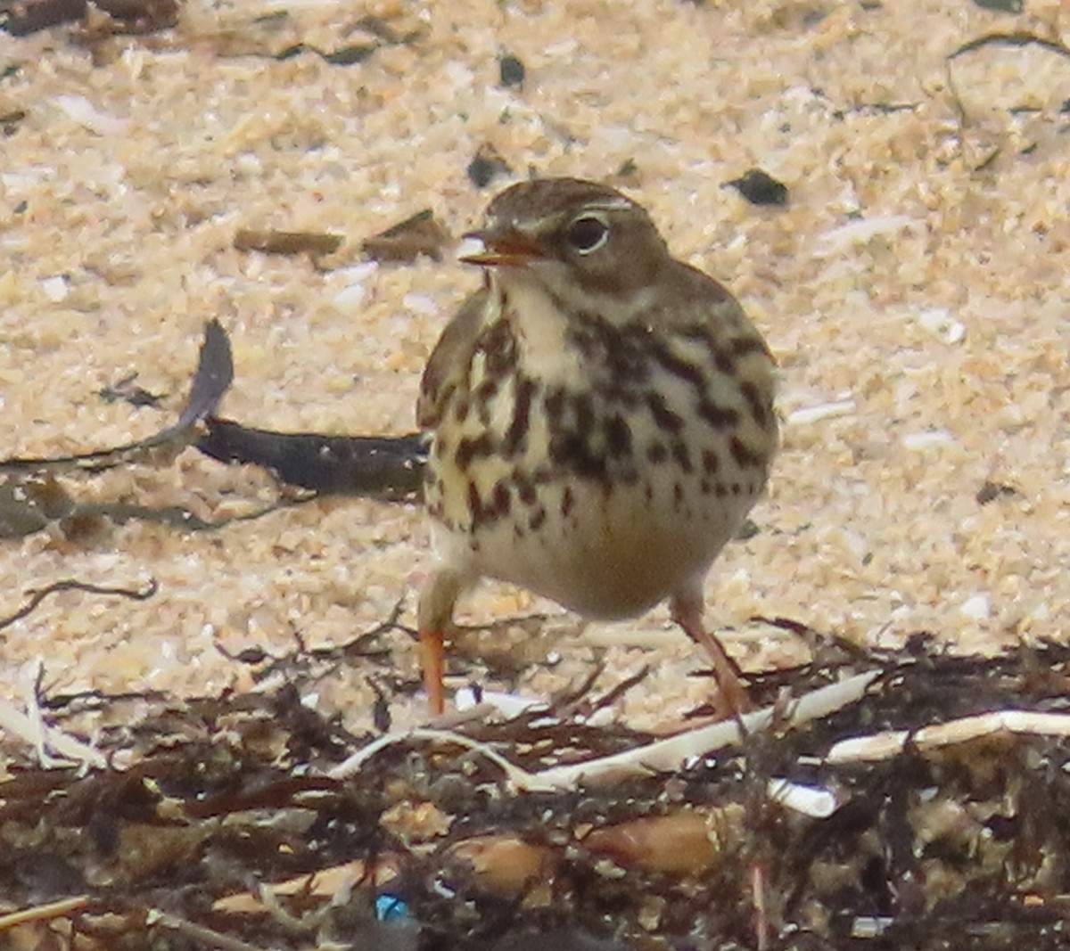 Pipit farlouse - ML646647405