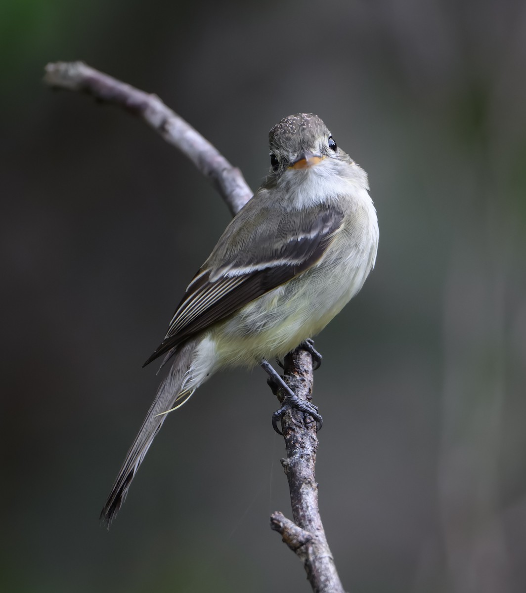 Least Flycatcher - ML646647406