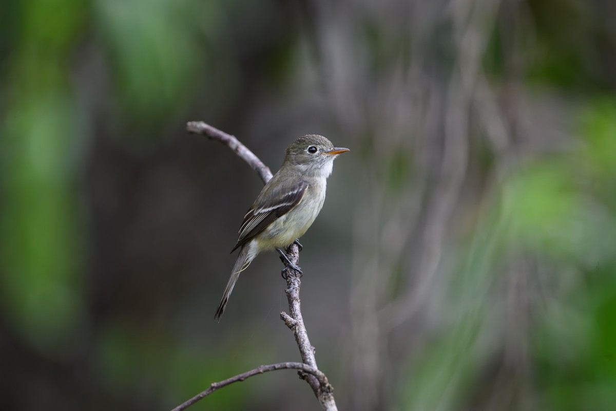 Least Flycatcher - ML646647407