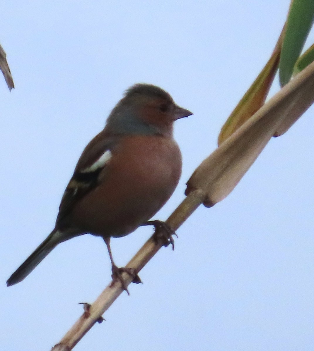 Pinson des arbres - ML646647408