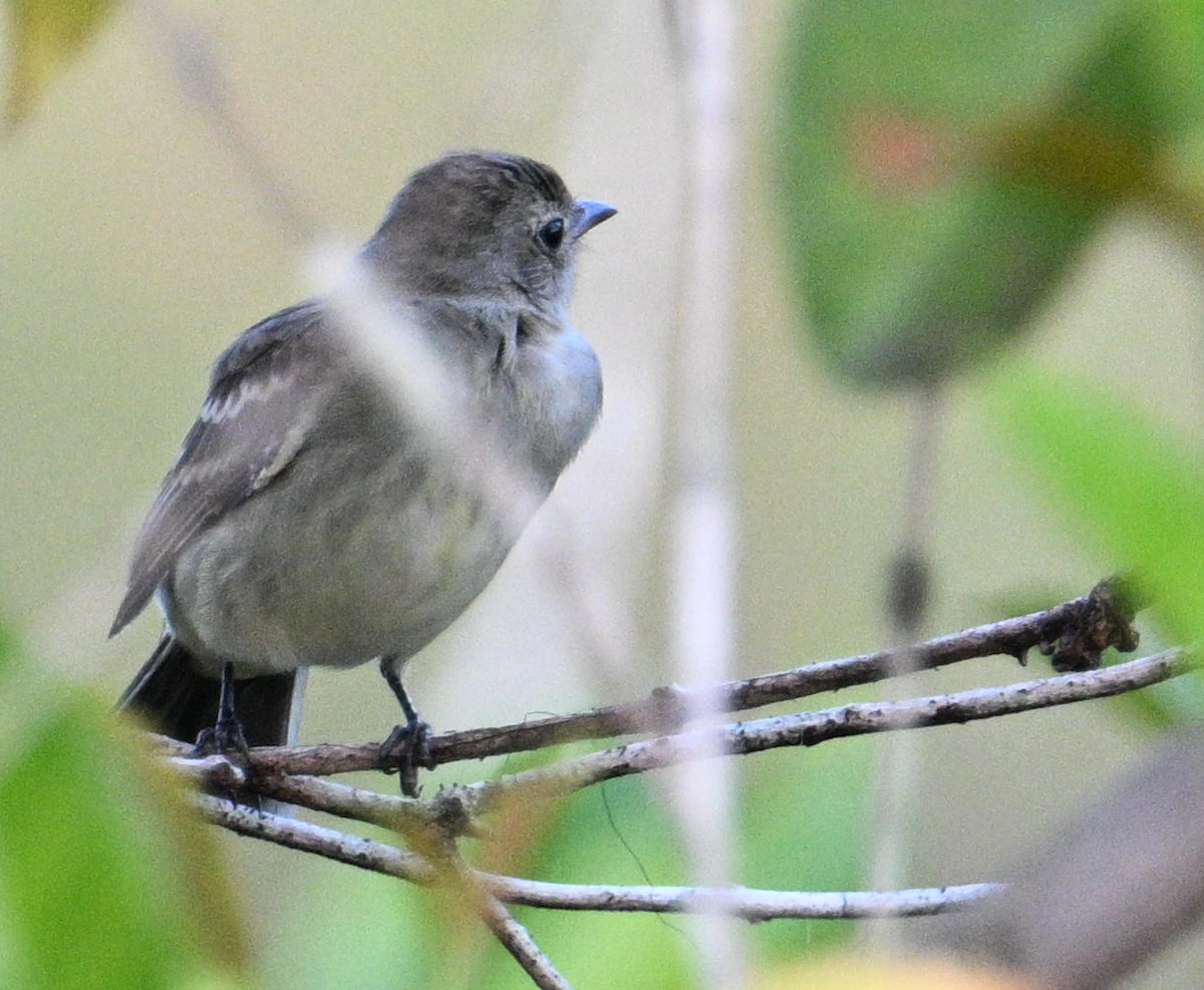 Lesser Elaenia - ML646647409