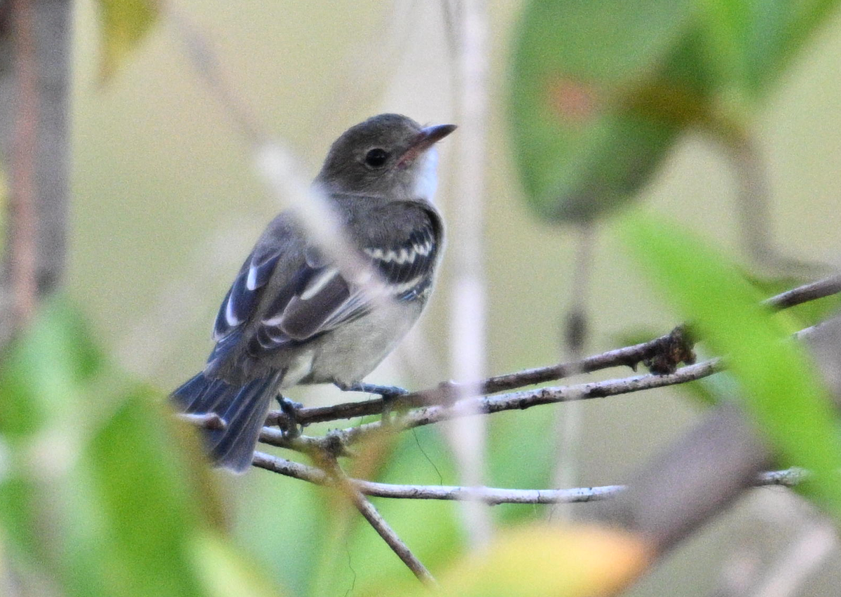 Lesser Elaenia - ML646647410