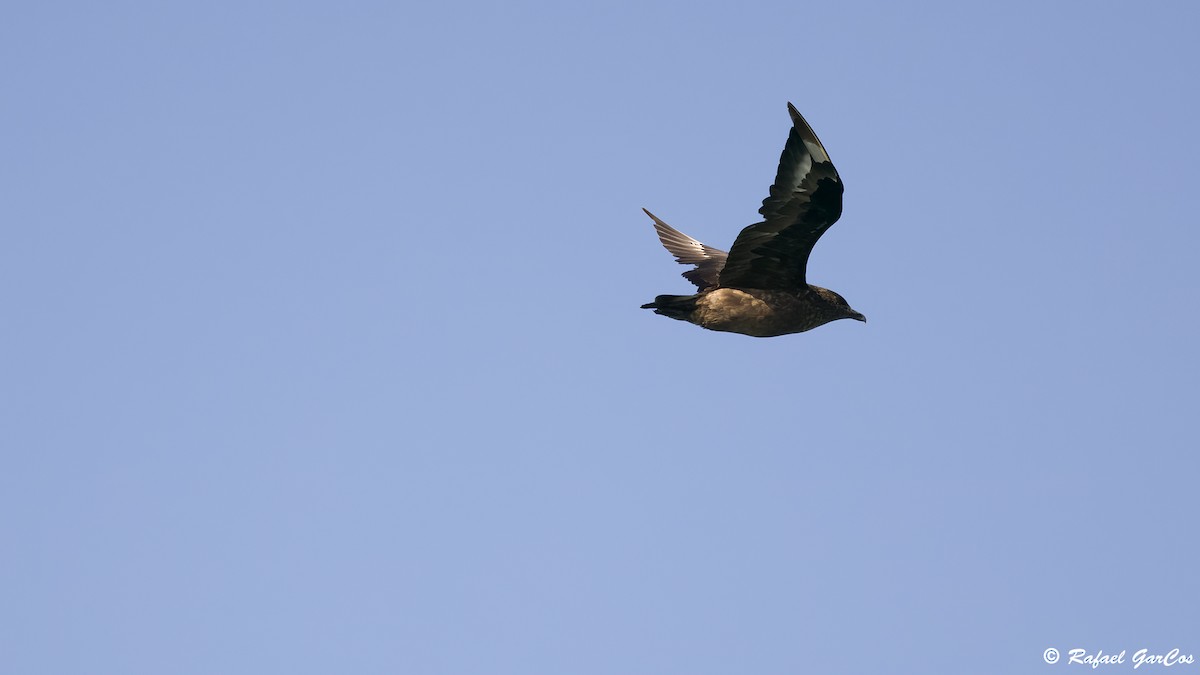 Great Skua - ML646647413