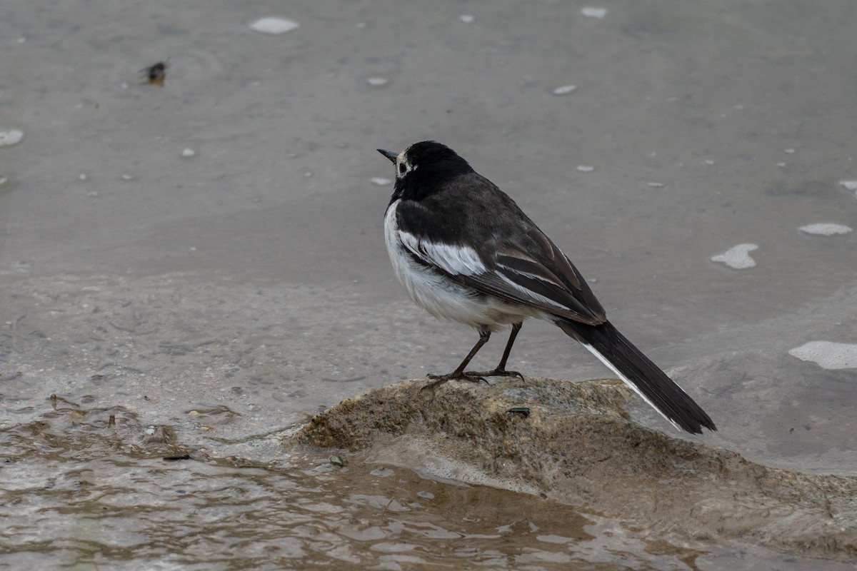 Bergeronnette grise - ML646647414