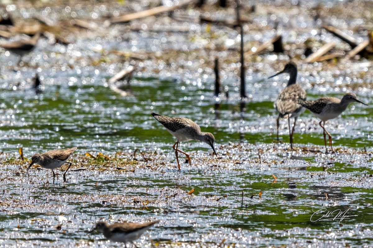 Lesser Yellowlegs - ML646647415