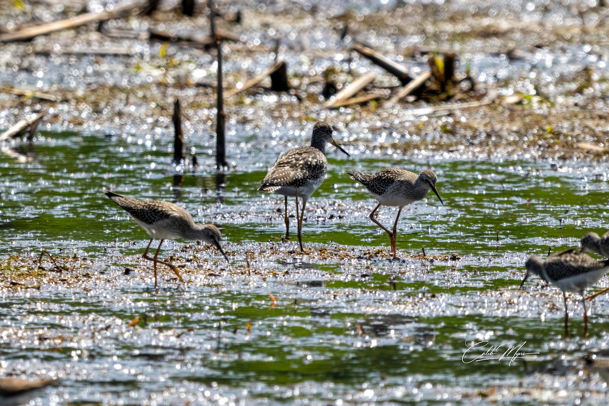 Lesser Yellowlegs - ML646647416