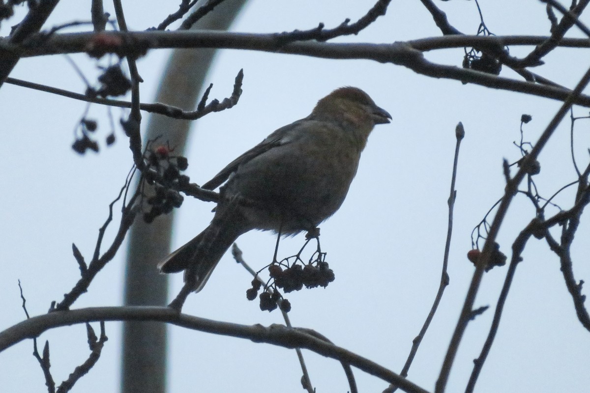 ギンザンマシコ - ML646647417