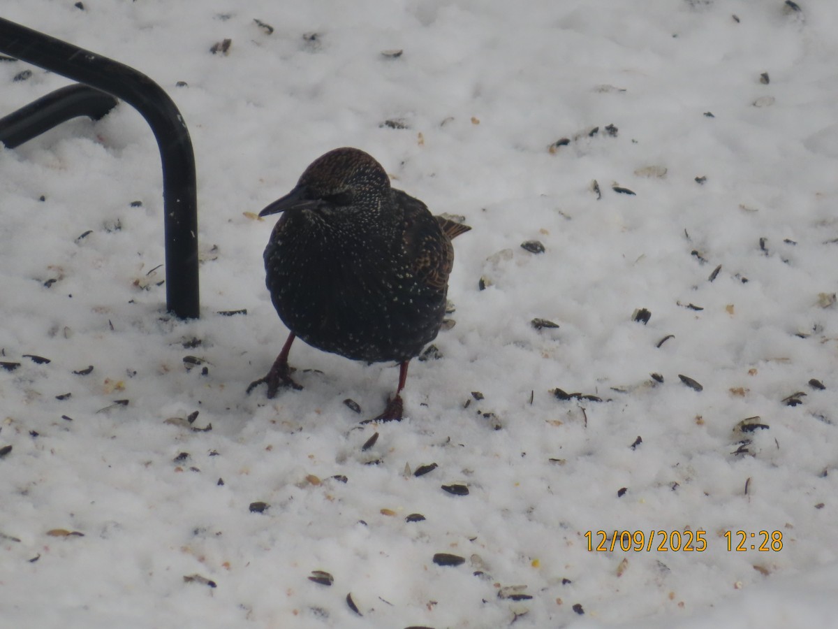 Storno - ML646647419