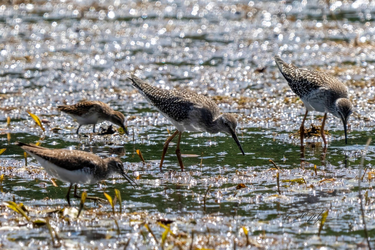Lesser Yellowlegs - ML646647421