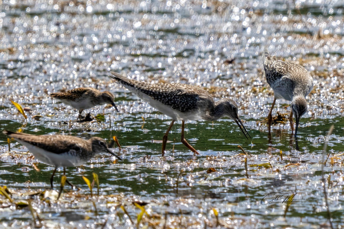 Lesser Yellowlegs - ML646647422