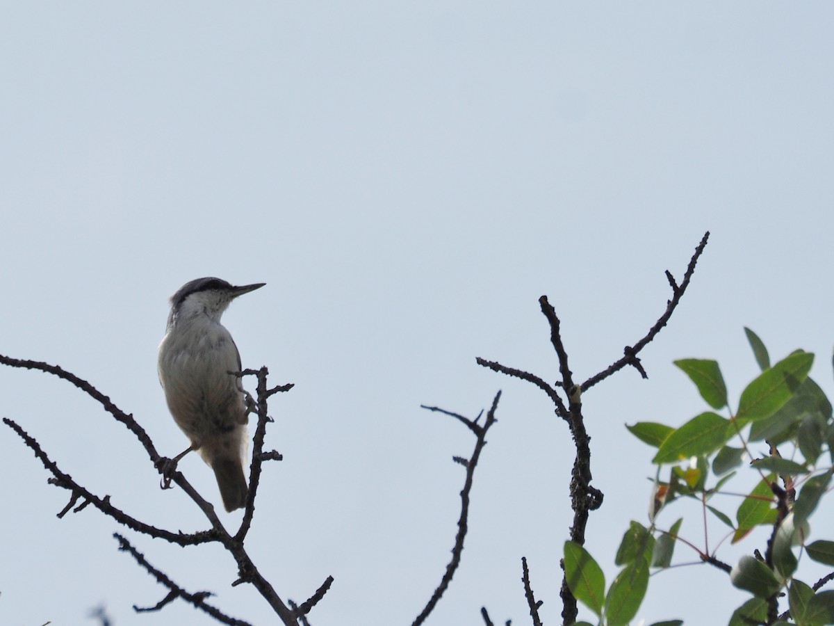 Western Rock Nuthatch - ML646647423