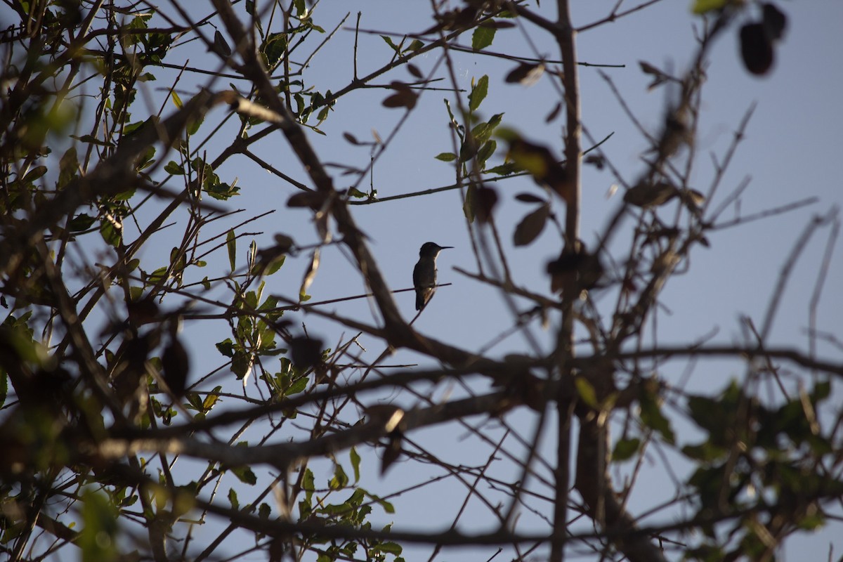 キューバヒメエメラルドハチドリ - ML646647425