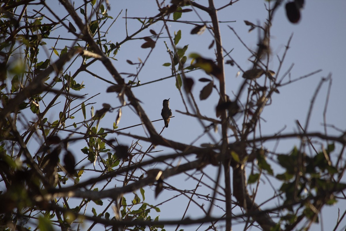 キューバヒメエメラルドハチドリ - ML646647426