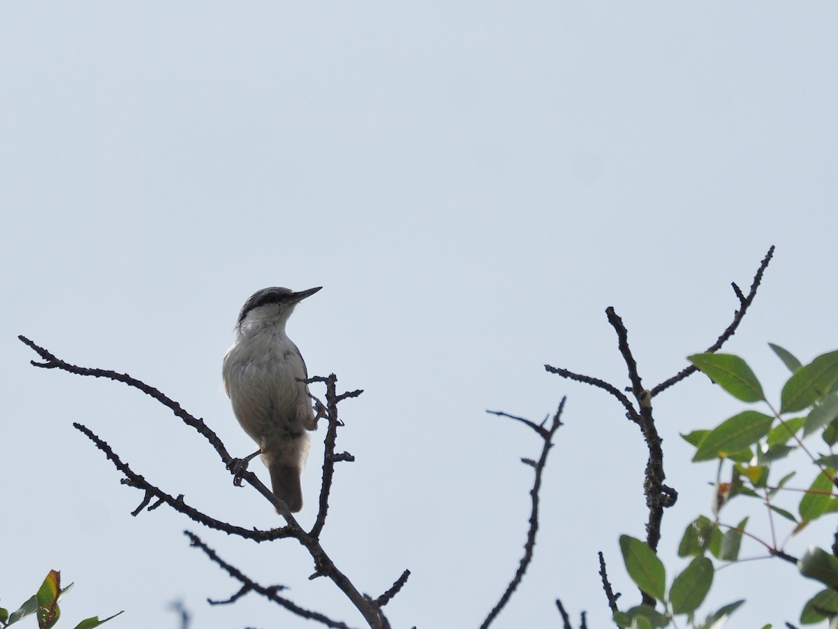 Western Rock Nuthatch - ML646647427