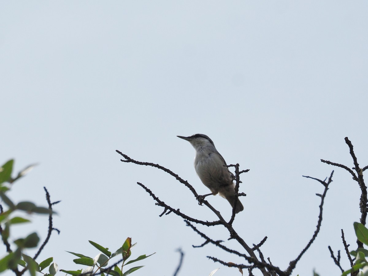Western Rock Nuthatch - ML646647428