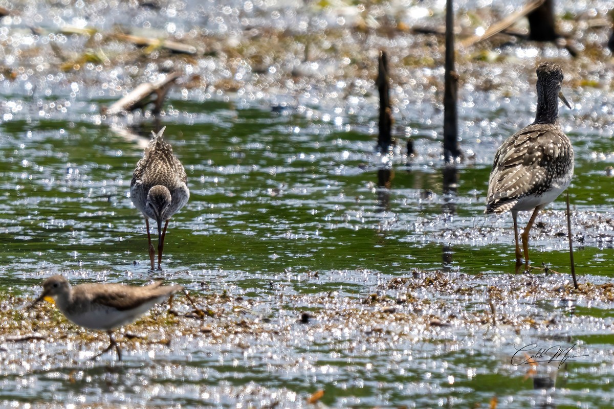 Greater Yellowlegs - ML646647430