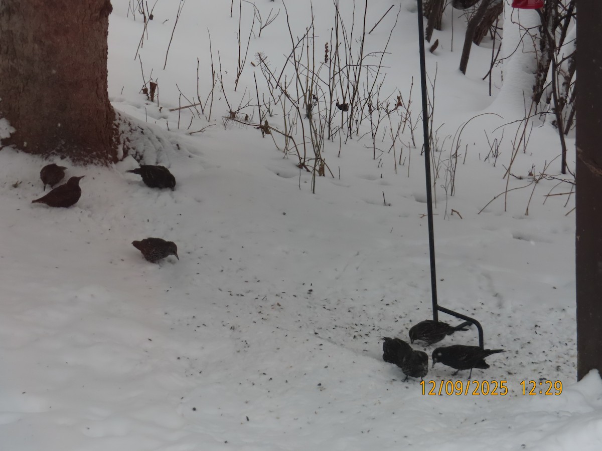 Storno - ML646647431