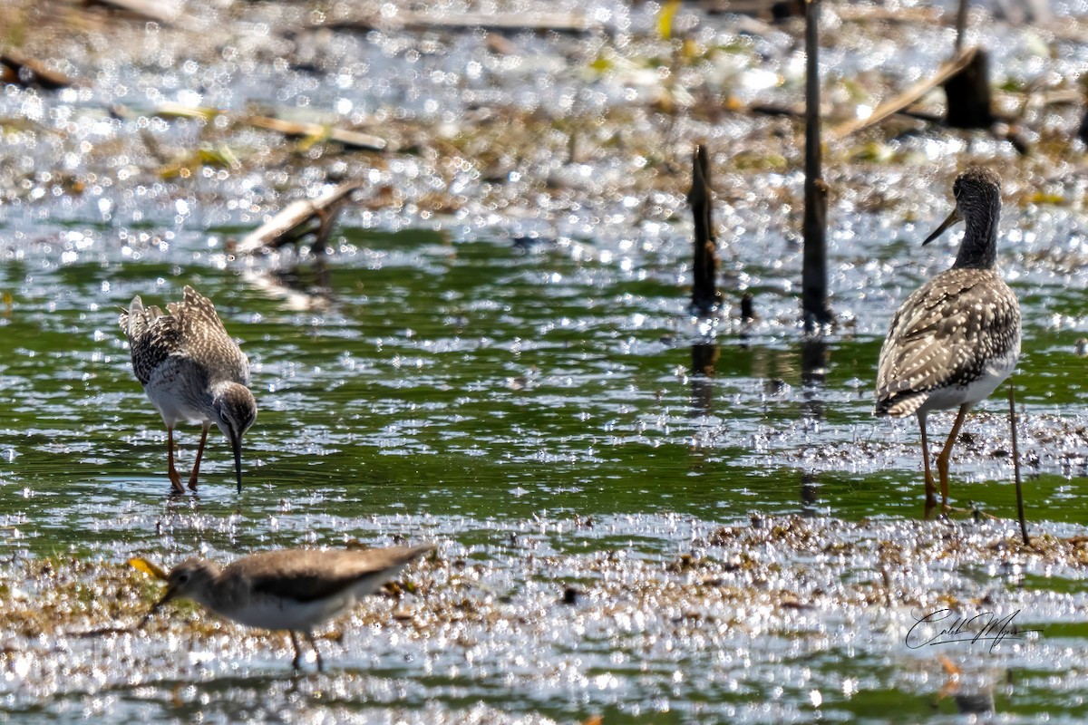 Greater Yellowlegs - ML646647443