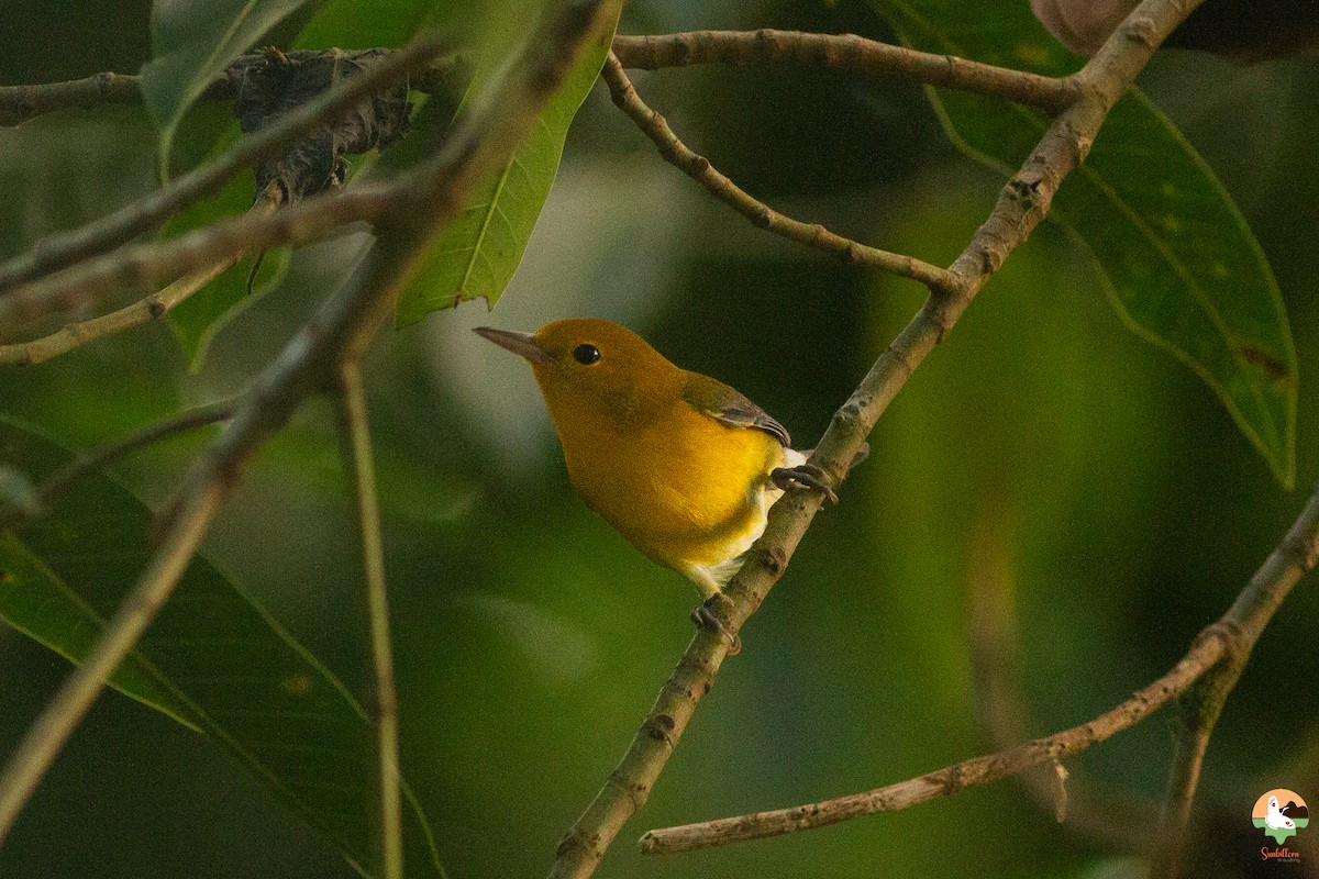 Prothonotary Warbler - ML646647444