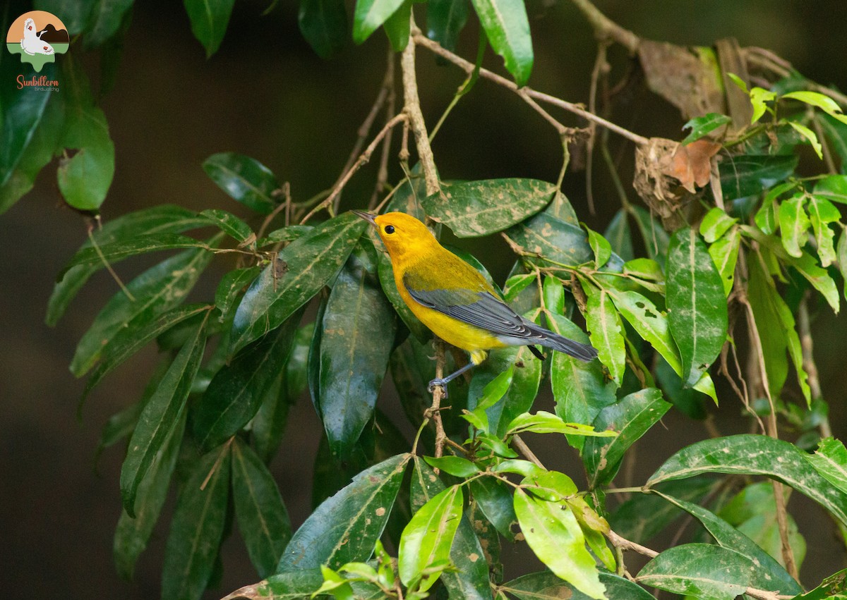 Prothonotary Warbler - ML646647445