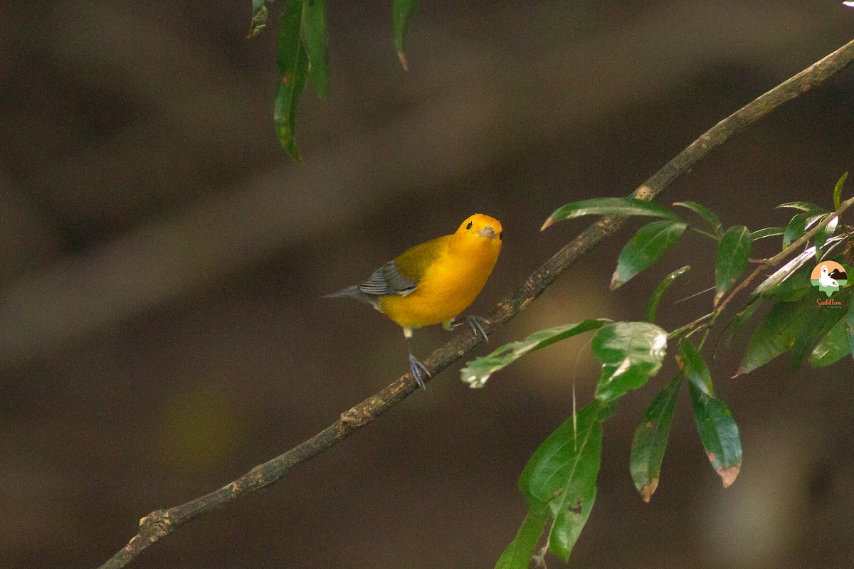 Prothonotary Warbler - ML646647446