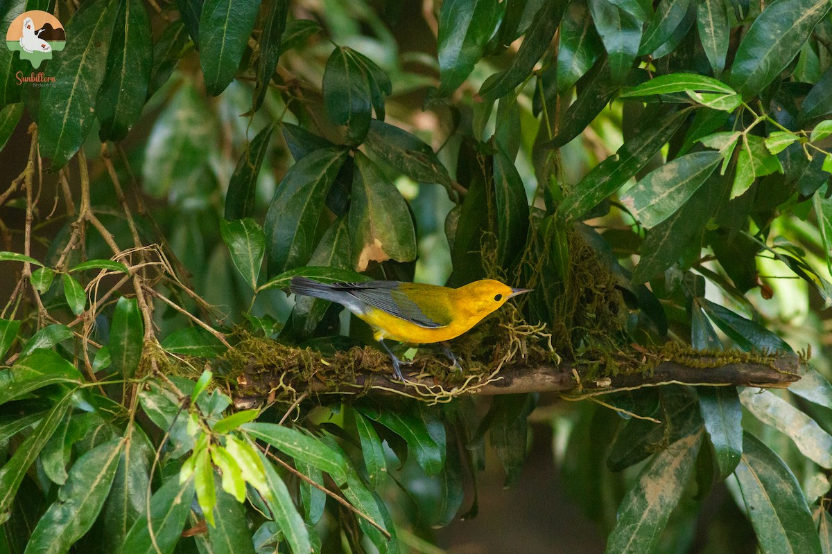 Prothonotary Warbler - ML646647447