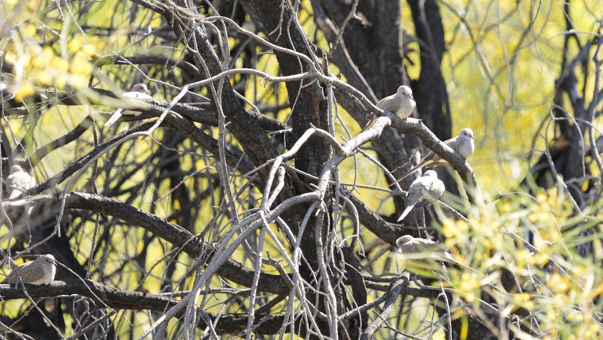 ウスユキバト - ML646647449