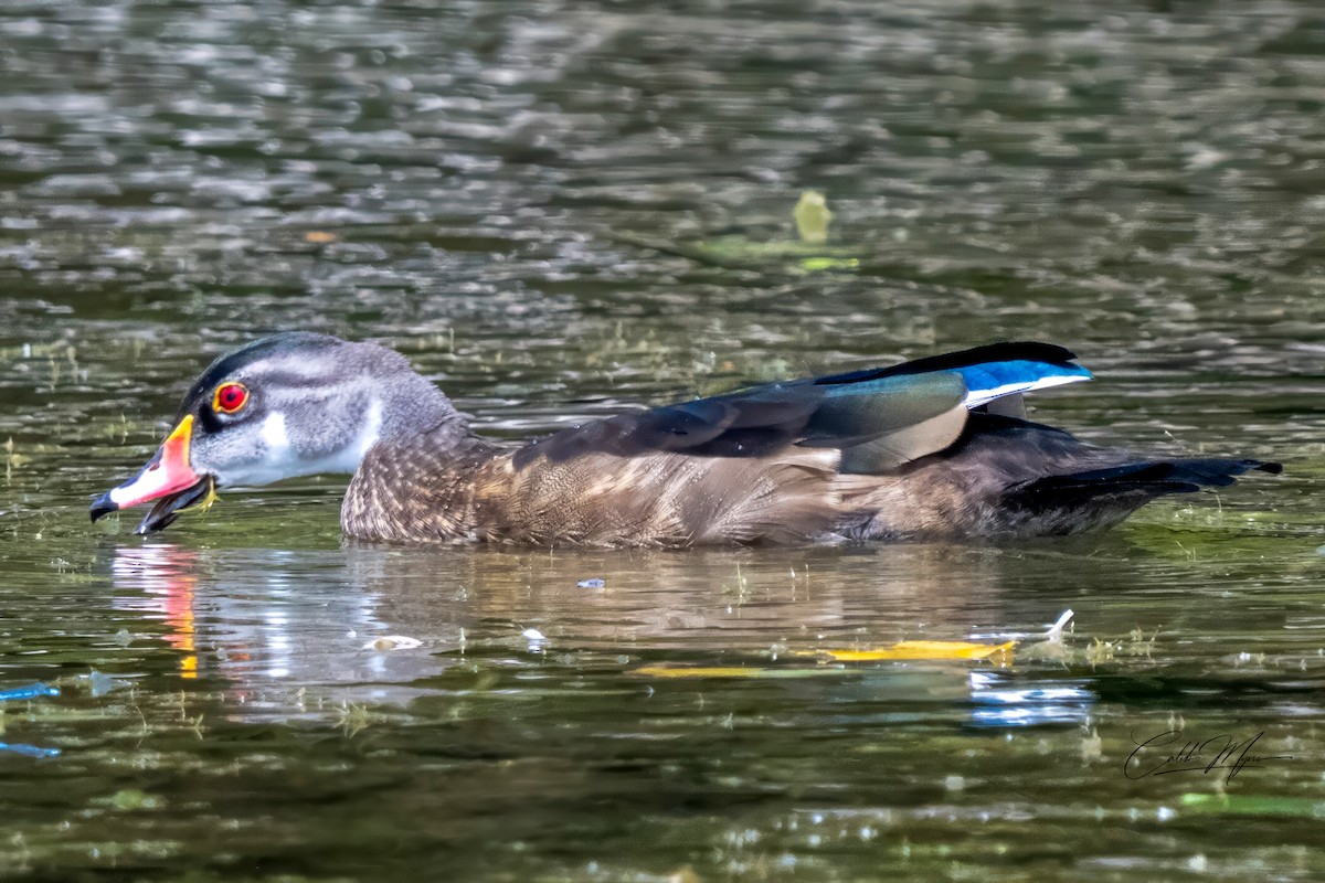 Wood Duck - ML646647451