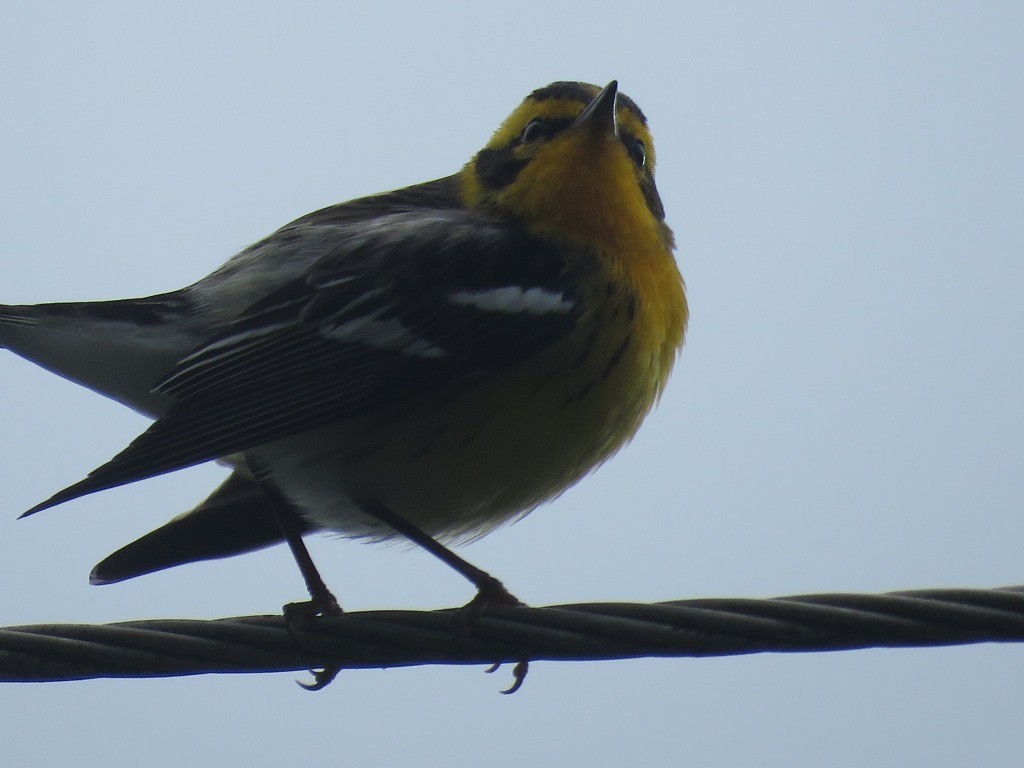 Blackburnian Warbler - ML646647452