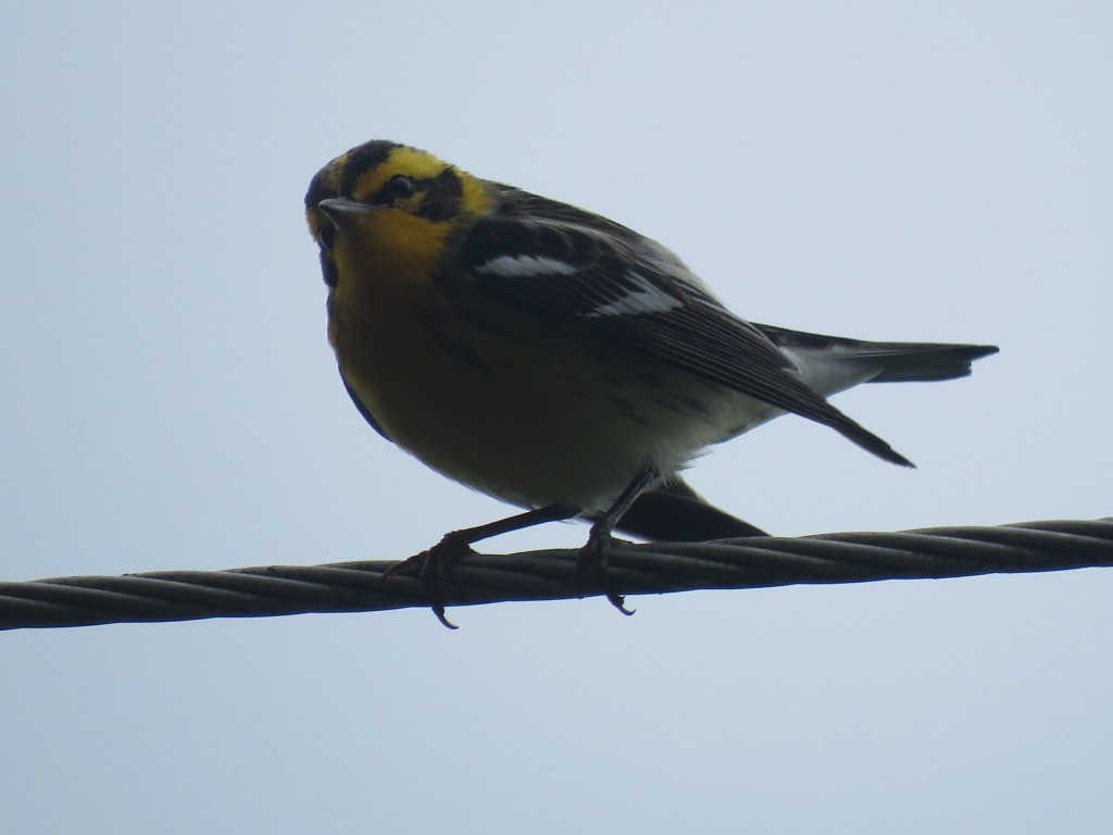 Blackburnian Warbler - ML646647453