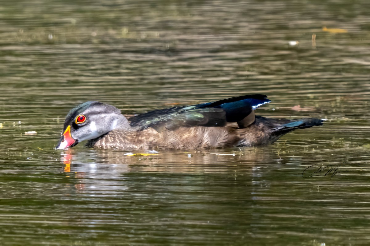 Wood Duck - ML646647454