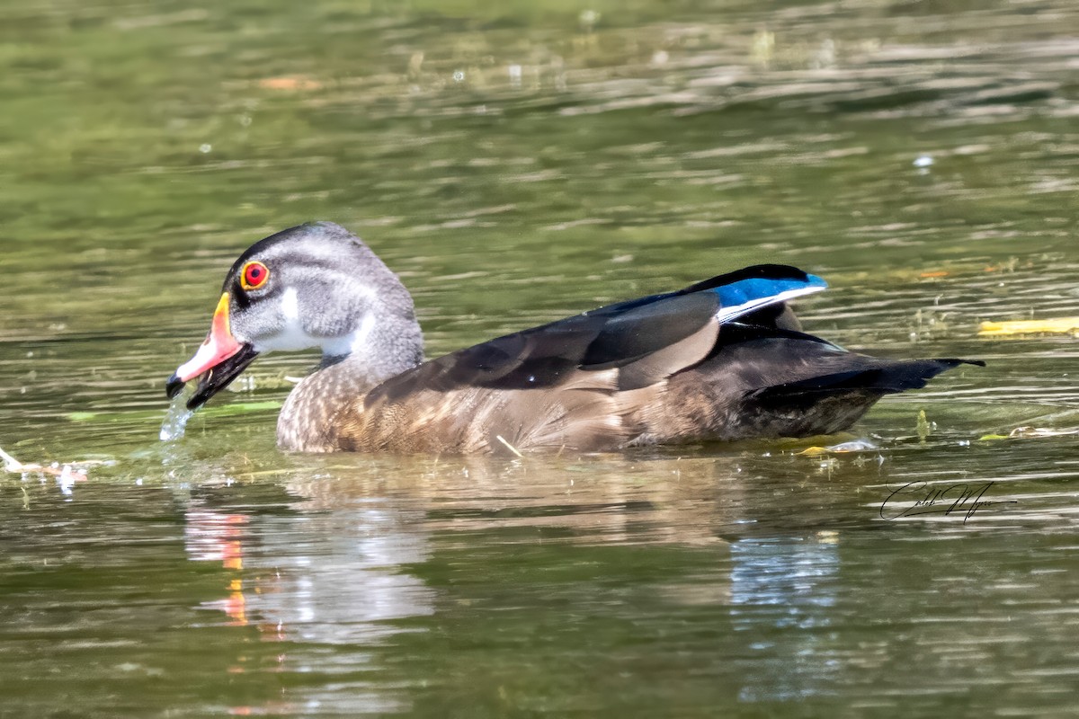 Wood Duck - ML646647455