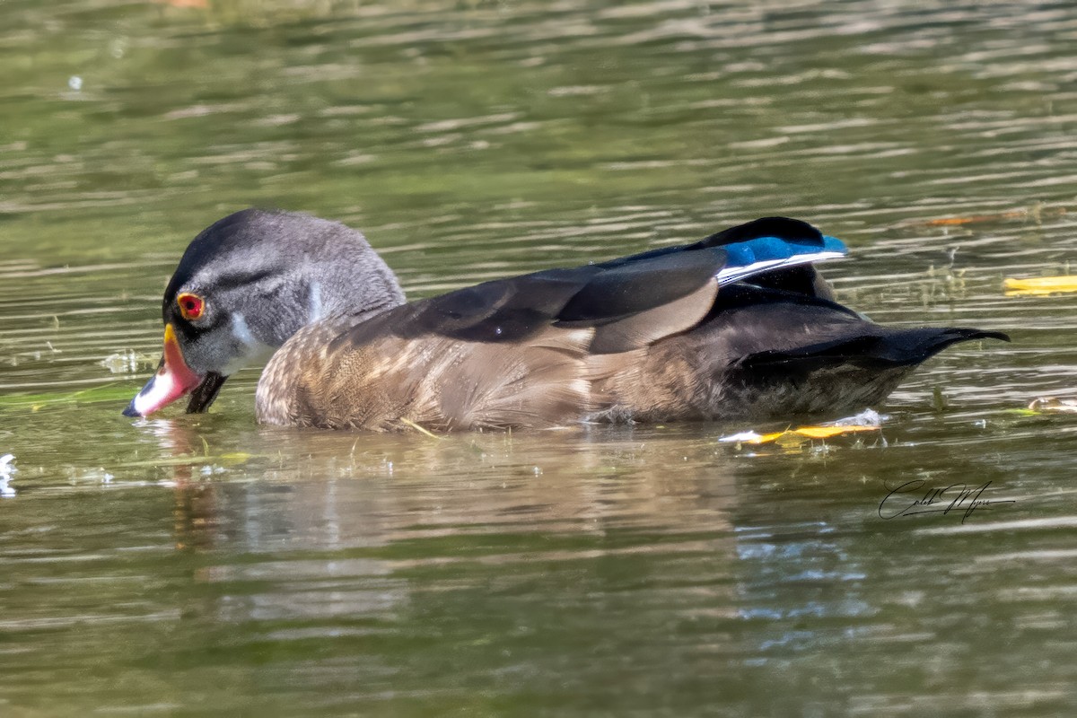 Wood Duck - ML646647456
