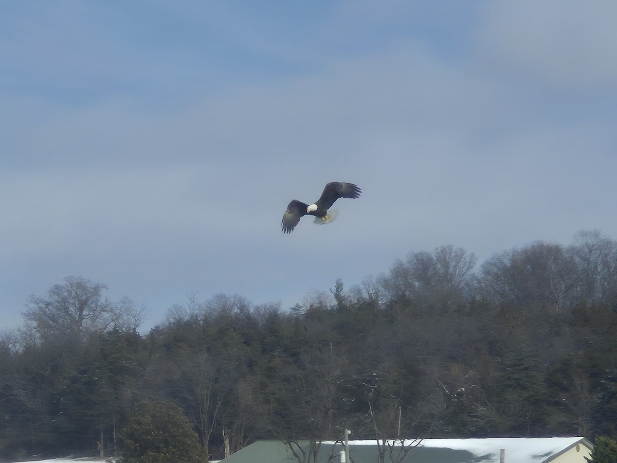 Ak Başlı Kartal - ML646647461