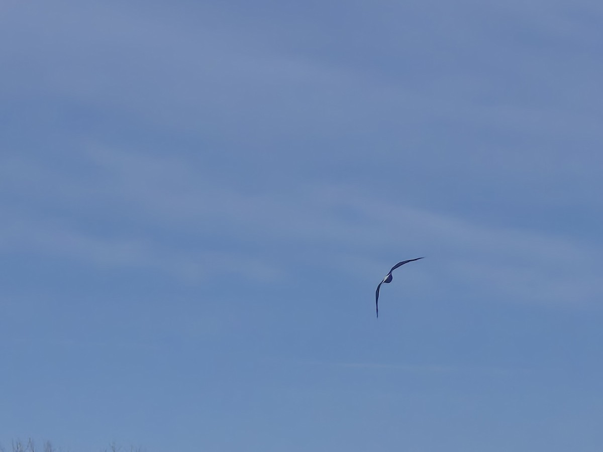 Ak Başlı Kartal - ML646647463