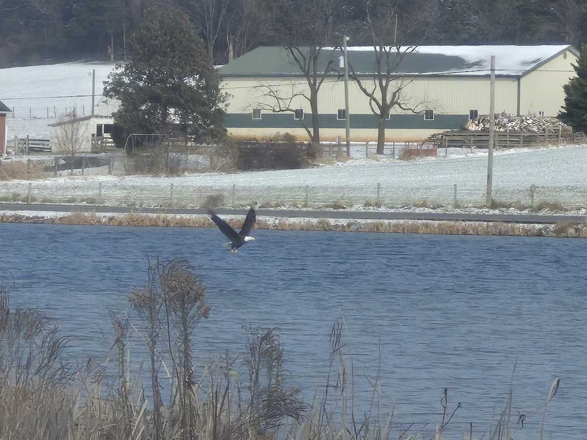 Ak Başlı Kartal - ML646647464