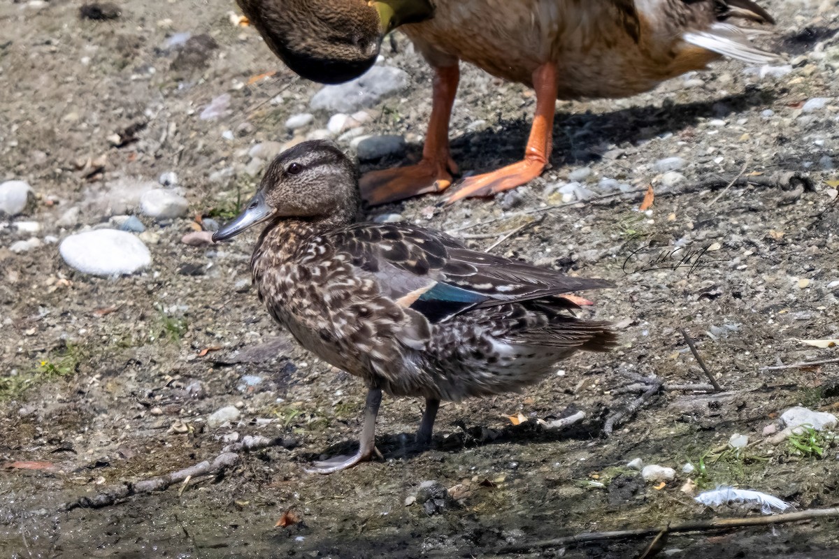 Green-winged Teal - ML646647465